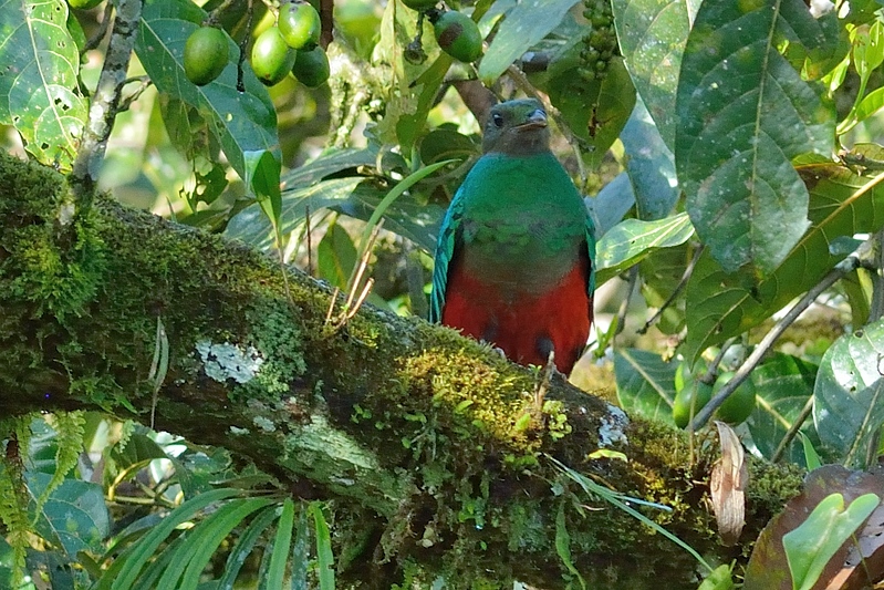 Goudkopquetzal